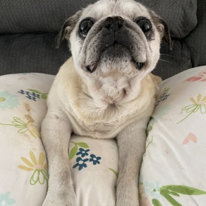 Fundraising Page: Holly Colson Heard